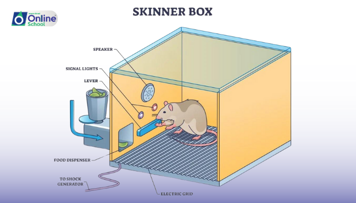 Lesson 15: Instrumental Conditioning and Skinner's Work